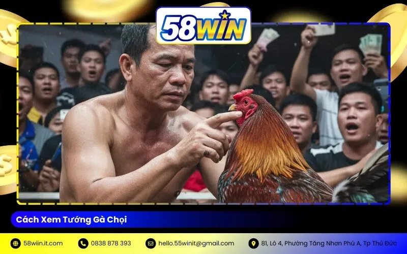 Cách Xem Tướng Gà Chọi