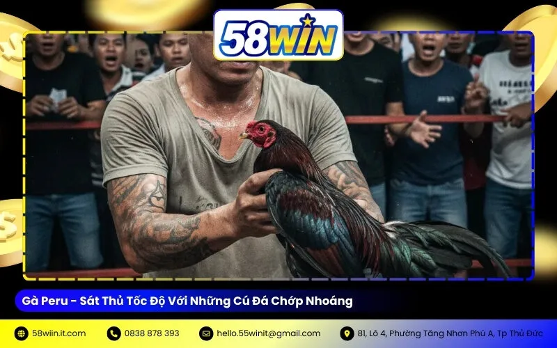 Gà Peru - Sát Thủ Tốc Độ Với Những Cú Đá Chớp Nhoáng