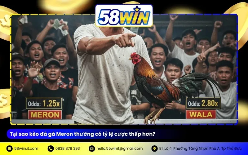 Tại sao kèo đá gà Meron thường có tỷ lệ cược thấp hơn?